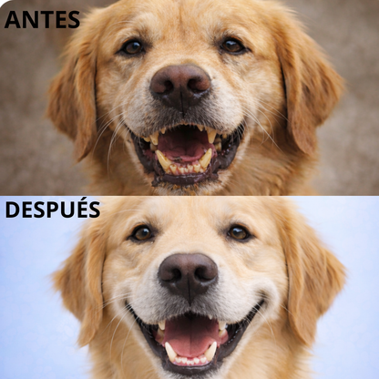 Balyxe: Protección Dental para Mascotas