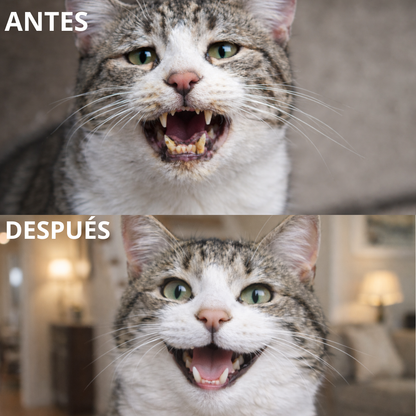 Balyxe: Protección Dental para Mascotas