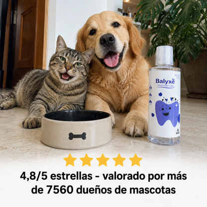Balyxe: Protección Dental para Mascotas