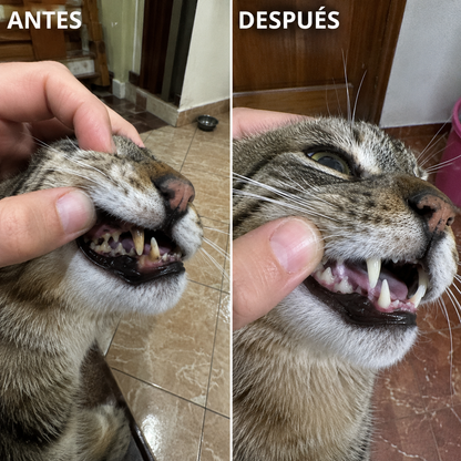 Balyxe: Protección Dental para Mascotas
